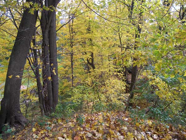 Niagara Falls in Autumn 2007 31